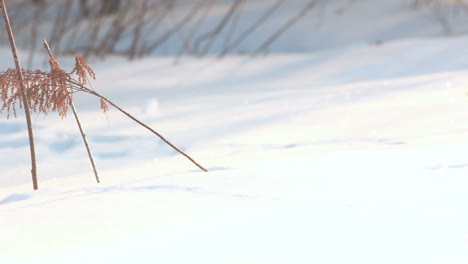 Dry-plant-in-snow.-Grass-in-snow.-Dried-grass-on-snow-covered-field-in-winter