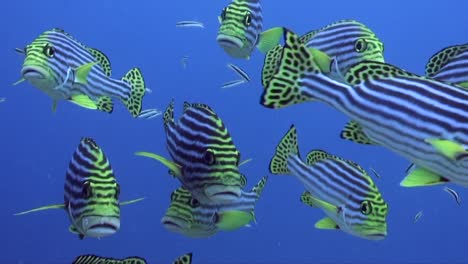 Yellow-sweetlips-super-close-up-approaching-camera-in-beautiful-blue-sea