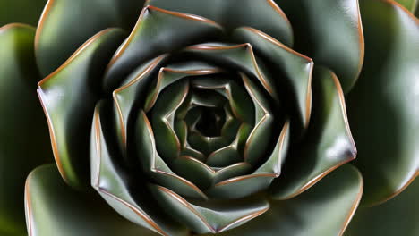 close-up of a vibrant green succulent plant