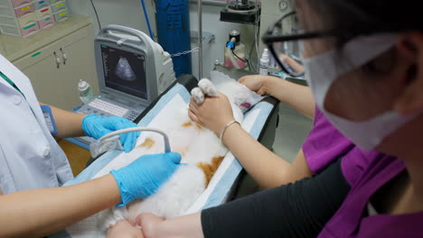 the veterinarian does an ultrasound examination of the cat's abdomen while its lying on the table with an ultrasound scanner at veterinary clinic