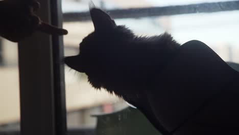 silhouette cat playing with owner's finger by a window