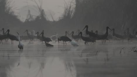 bandada de cigüeñas negras pescando en el lado del lago temprano en la mañana