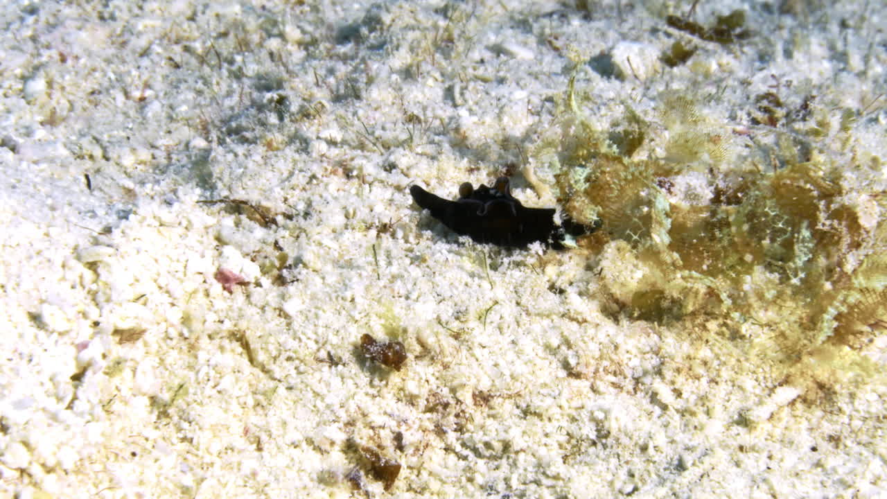 놀라운 은 바다 토끼 누디브란치는 모래 바다 바닥을 검색하는 동안 맛있는 해조류를 찾습니다.