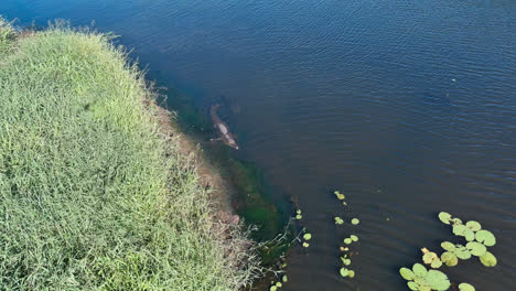 Drone-Shot,-A-crocodile-slowly-decends-into-the-water-of-a-river-and-swims-away-slowly-until-it-disappears