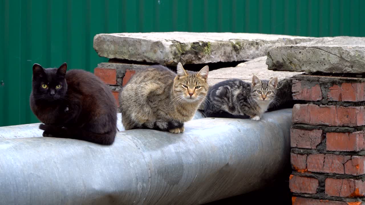 gatos sem-abrigo cautelosos