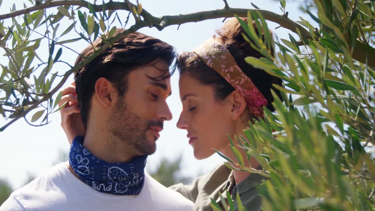 pareja romántica abrazándose en una granja de olivos 4k