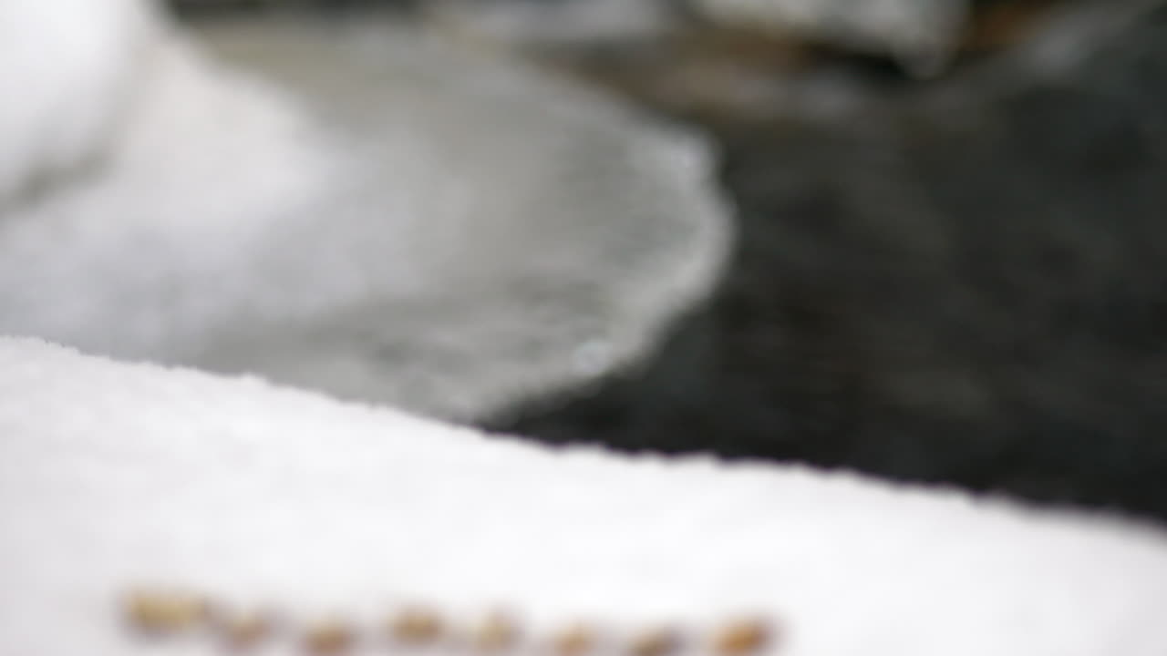 백그라운드에서 겨울 스트림 스트림으로 눈에 야생 동물 제목