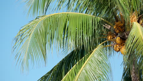 Cocos-Maduros-Cuelgan-De-Una-Palmera