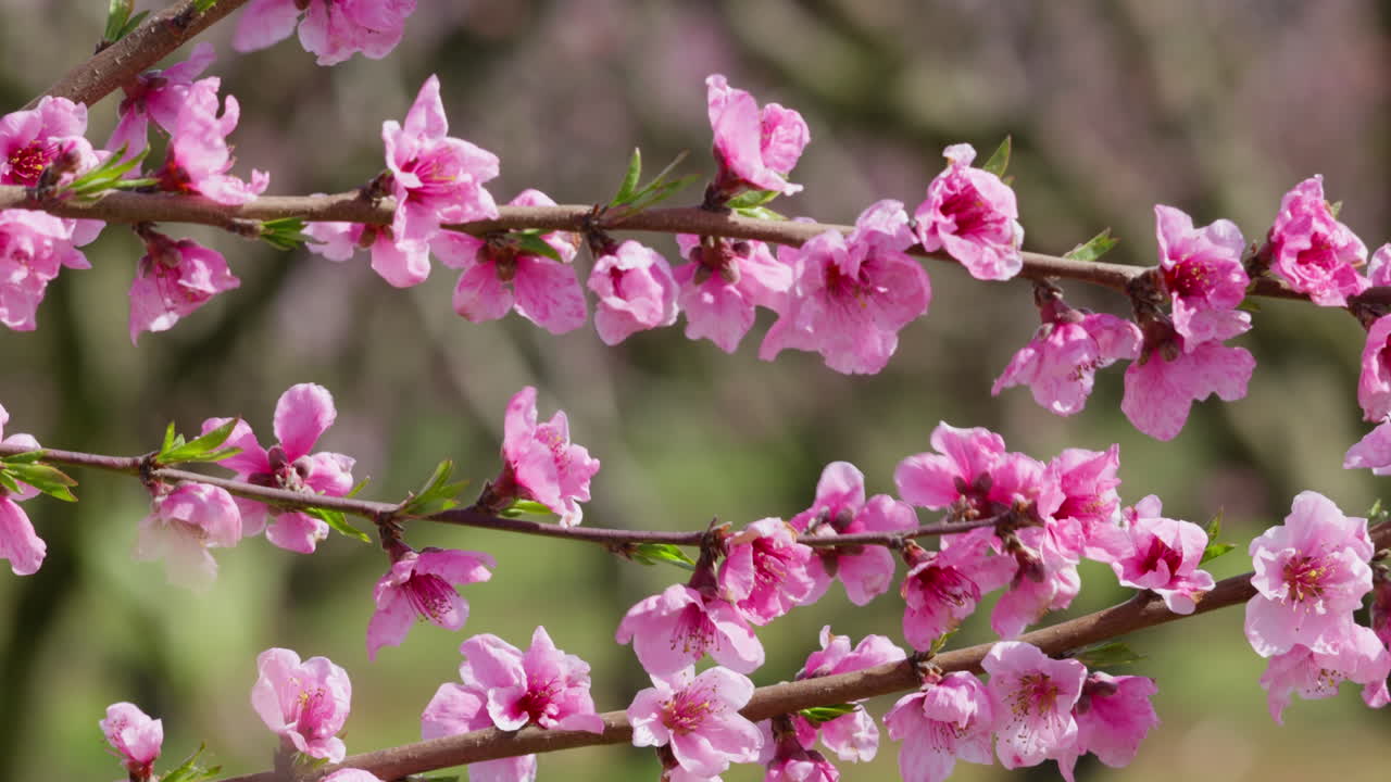 Gently Moving Sakura Blossoms in Spring Sunshine