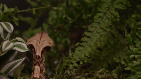 Gaboon-viper-snake-exploring-brush---from-behind-shot