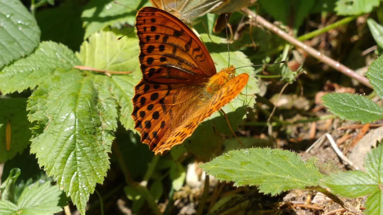 vista de cerca de la mariposa fritillaria lavada de plata abriendo y cerrando las alas mientras se encuentra en la hoja verde