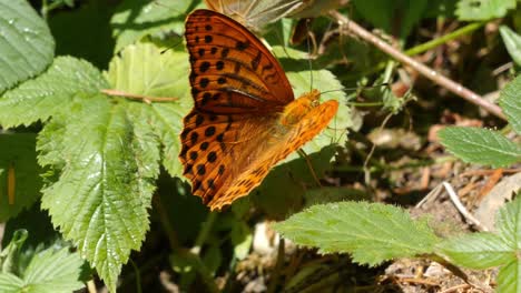 Close-Up-View-Of-Silver-Washed-Fritillary-Butterfly-Opening-And-Closing-Wings-Whilst-Perched-On-Green-Leaf