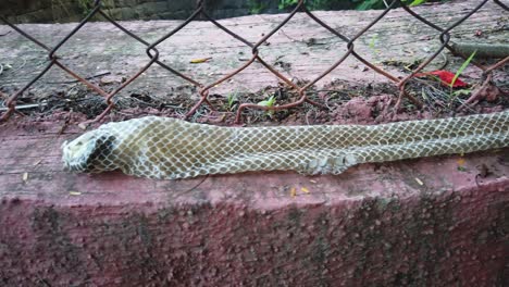 la serpiente de rata india, la mucosa ptyas, también conocida como serpiente dhaman, se despojó de la piel en una pared