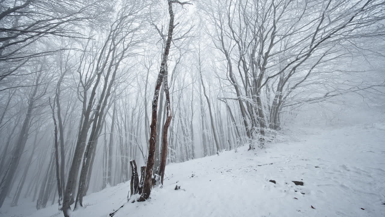 겨울에는 눈으로 인 숲, 잎이 없는 나무와 평화롭고 평온한 분위기