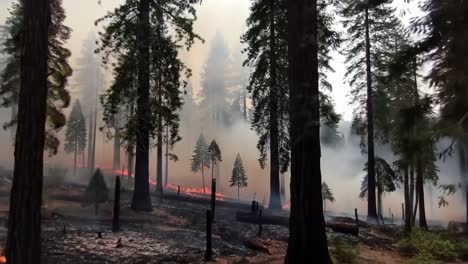 intense forest fire engulfs tall evergreen trees, creating a dramatic scene of destruction and smoke amidst the majestic landscape