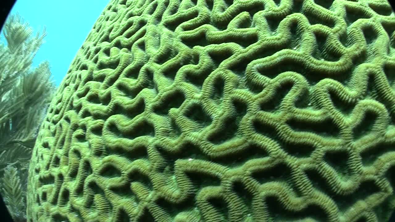 Underwater shot of beautiful green brain coral
