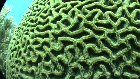 underwater shot of beautiful green brain coral