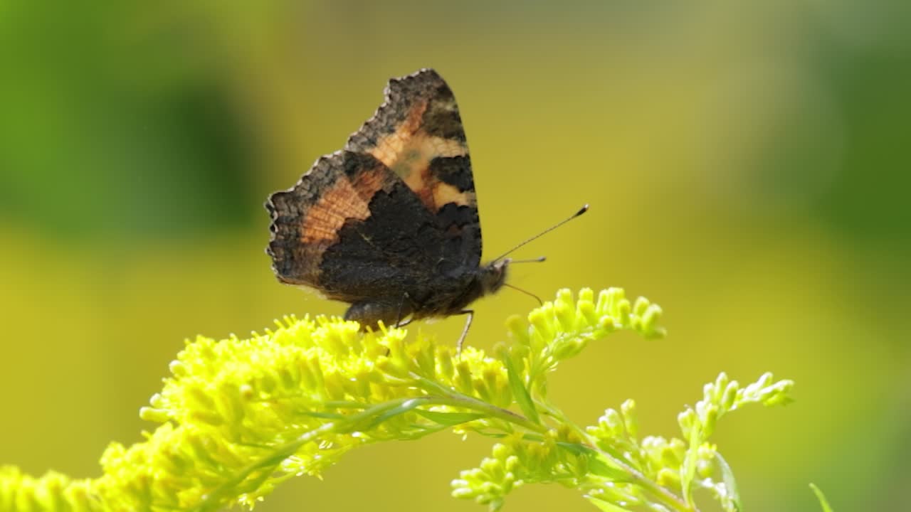 Small tortoiseshell butterfly (Aglais urticae, Nymphalis urticae) is a colourful Eurasian butterfly in the family Nymphalidae. It is a medium-sized butterfly that is mainly reddish orange.