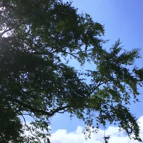 Timelapse-De-Las-Nubes-Del-Cielo-Azul-De-La-Parte-Superior-Del-árbol