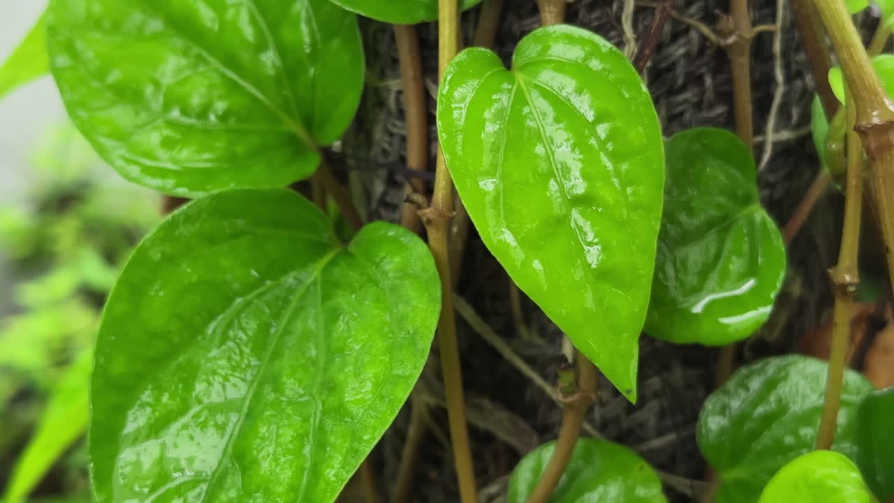 Static shot of rainwater dripping from the tips of betel leaves in the rainy season