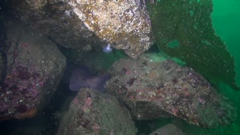 large ling cod in the emerald sea