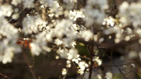 flower blossoms in spring shifting into focus