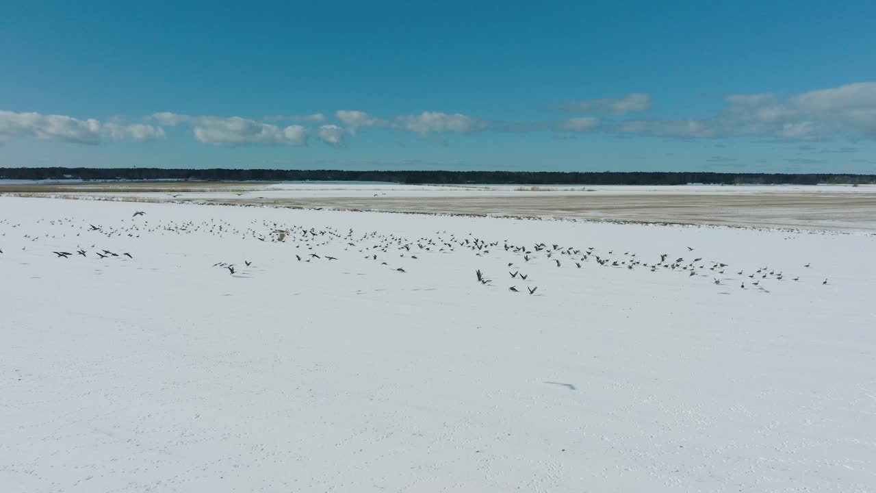 공중에서 큰  ⁇ 의 콩 거위, 눈으로  ⁇ 인 농장,  ⁇ 은 겨울 날, 새 이동, 드론  ⁇ 이 낮게 앞으로 움직입니다.