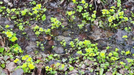 imágenes de movimiento como la primera hierba verde hace el camino a través de un charco en el bosque, troncos de árboles reflejados en un agua, árboles de pie en el agua, en el bosque la primavera comienza