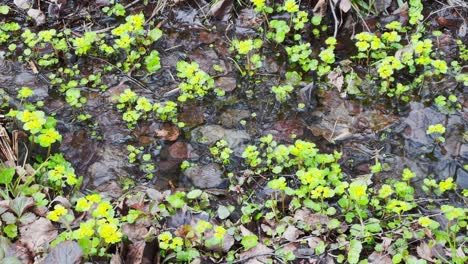 movement footage as the first green grass makes the way through a puddle in the wood, trunks of trees reflected in a water, trees stand in water, in the wood the spring begins