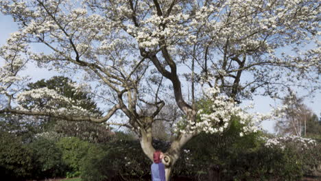 꽃이 만발한 나무에서 돌리를 뒤로 기울여 나무를 드러내고, 아름답고 화창한 날 정원에 꽃잎을 던지는 소녀