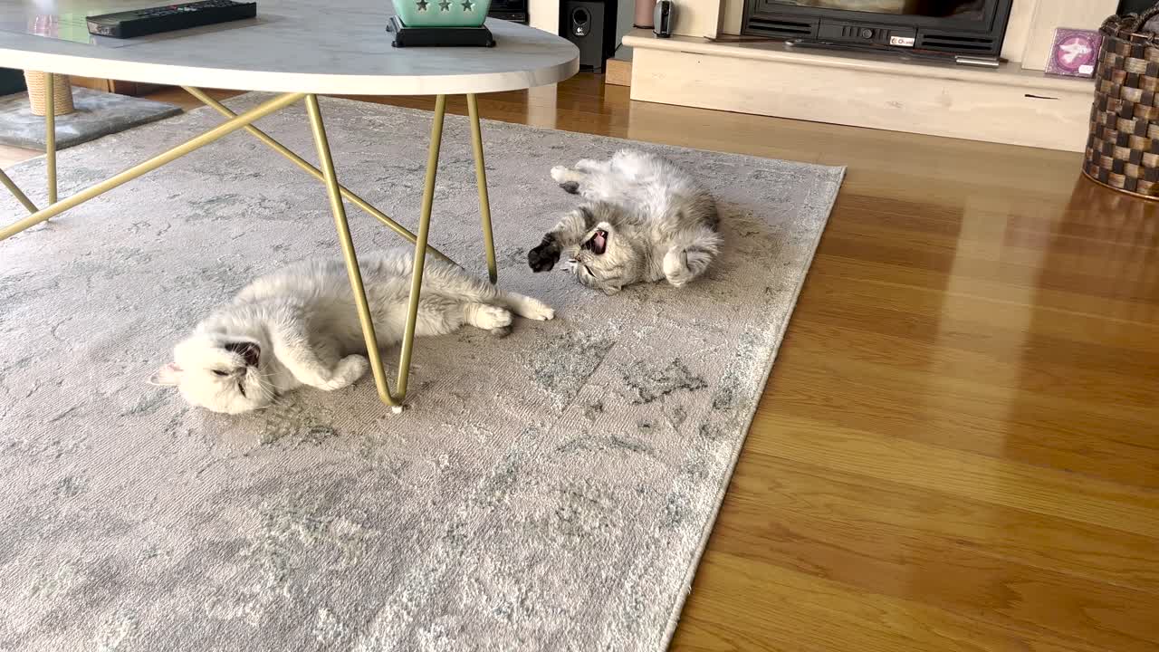vista estática de dos gatos durmiendo en sus estómagos bajo la mesa de la sala de estar
