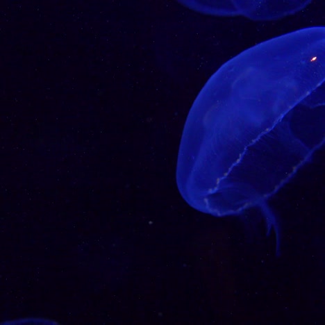 blue jellyfish float in the ocean