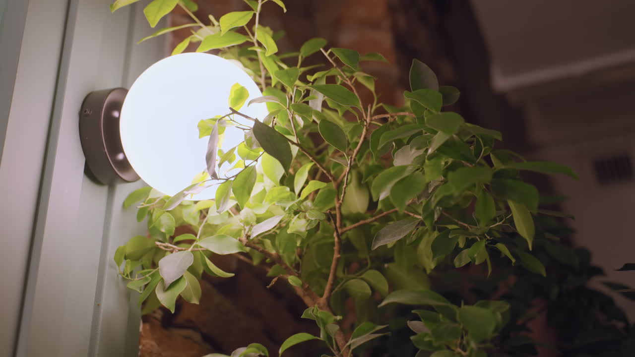 Lush green indoor plant with delicate leaves grows beside glowing round wall light attached to pastel-colored panel, creating warm cozy ambiance with visible textured brick wall in background