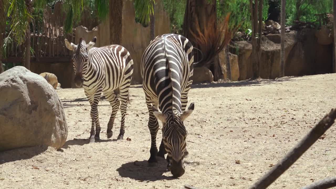 Zebre al pascolo su un terreno sabbioso all'interno dello zoo di Bali. Animali con strisce bianche e nere in un recinto naturale con alberi, cura della fauna selvatica, natura e tema della conservazione