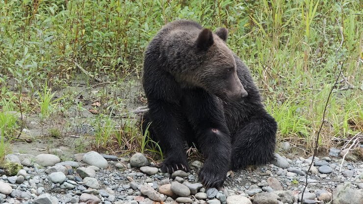 Grizzly bear with injury sits by river, cautious of other bears coming