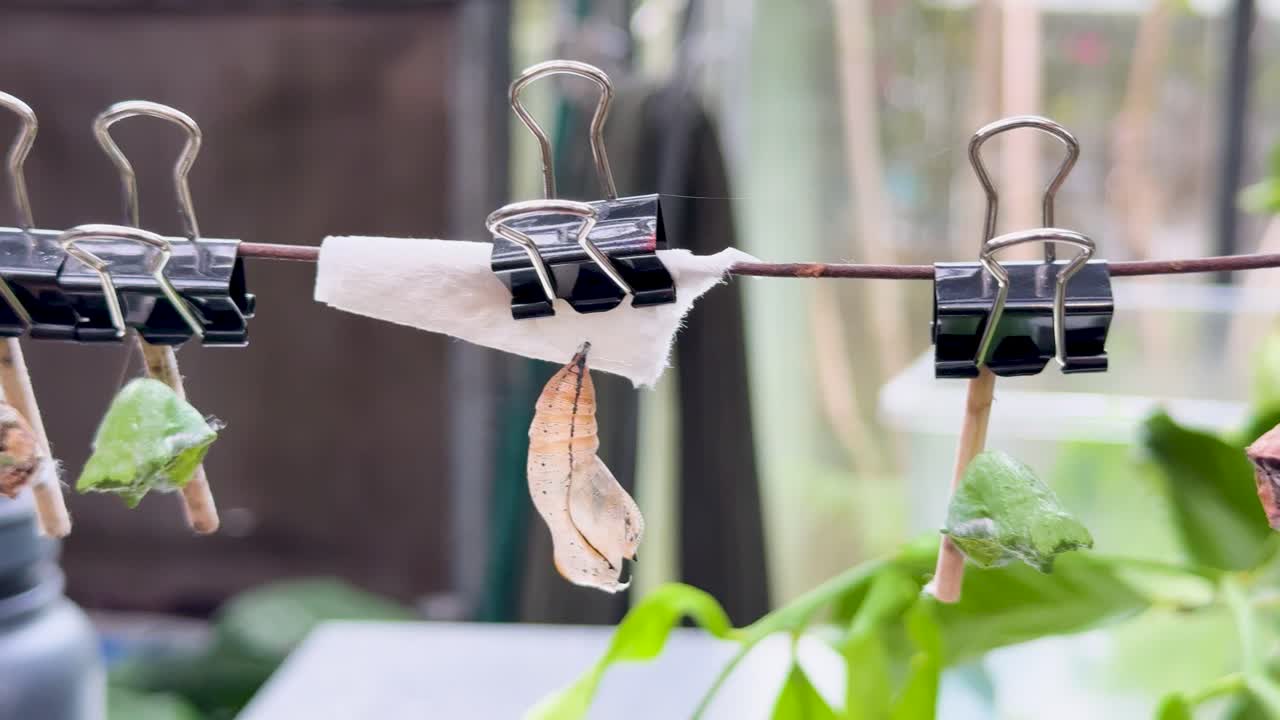 Butterfly emerges from chrysalis, time-lapse sequence, soft natural lighting, close-up, indoor environment
