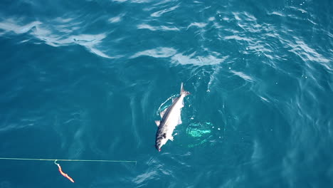 fish-hanging-on-the-fishing-line