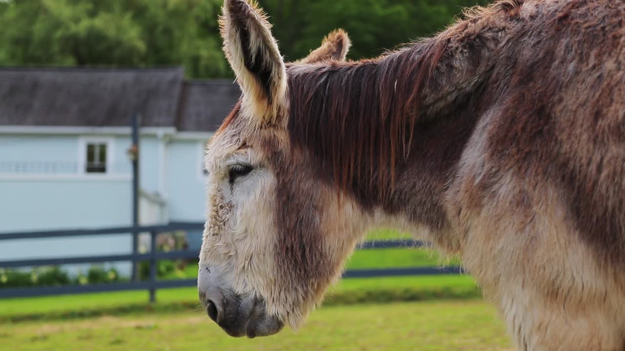 Old Donkey Chewing Closeup Parallax Cinematic HD 60P Slow Motion