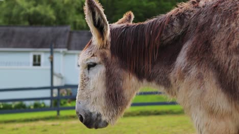 old donkey chewing closeup parallax cinematic hd 60p slow motion