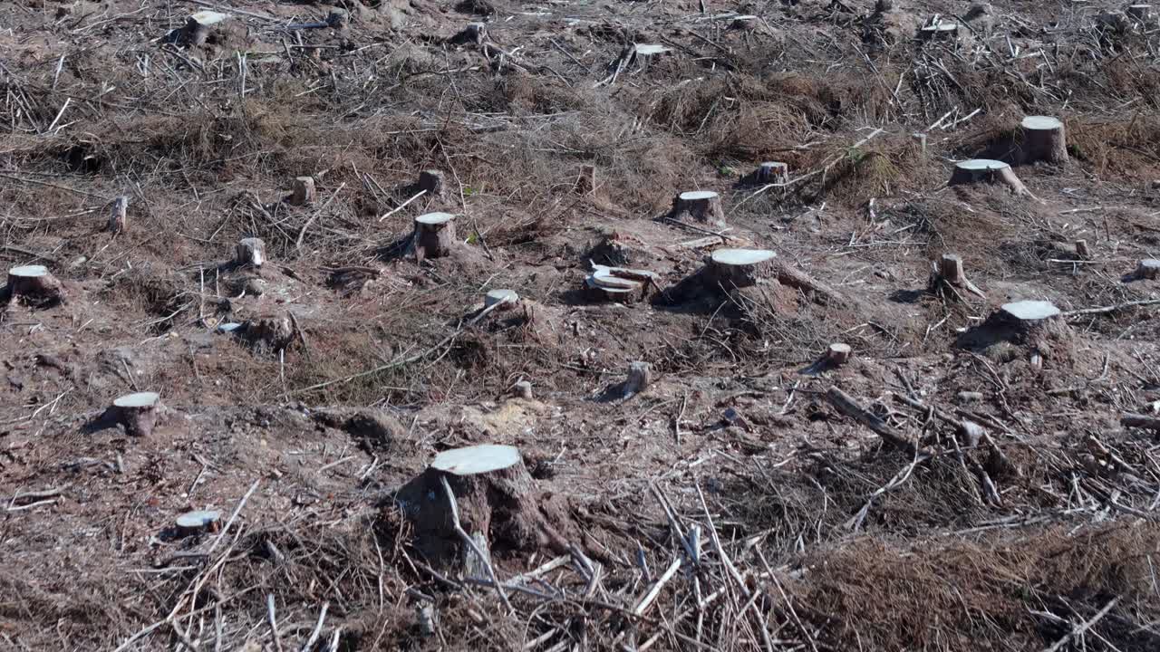 무인기 영상으로 벌목된 땅과 나무 줄기가 잘라진 숲의 산림 벌채