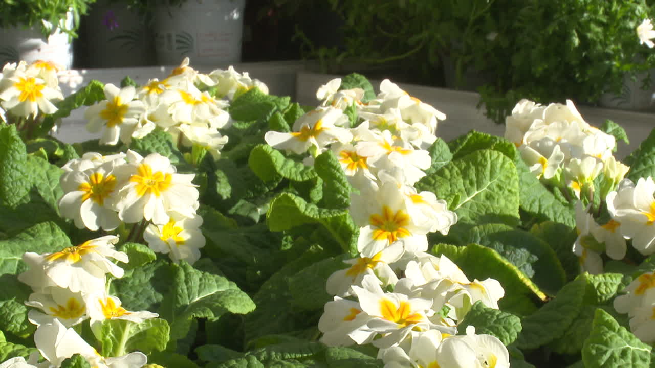 White and Yellow Primroses