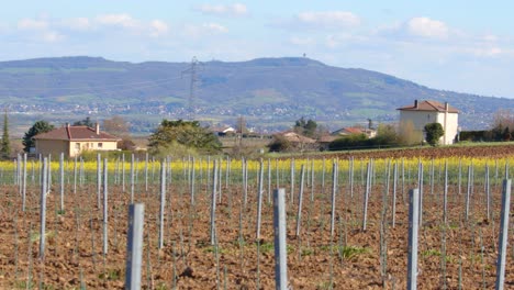 Toma-Estática-De-Viñedos,-Jardines-Vinícolas-Con-Hileras-De-Plantas-Con-Colinas-Al-Fondo-En-Un-Día-Soleado