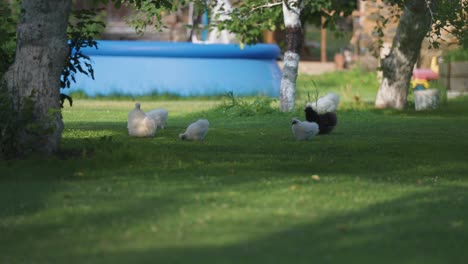 Gallinas-Sedosas-Blancas-Y-Negras-Caminan-Sobre-El-Césped-Verde