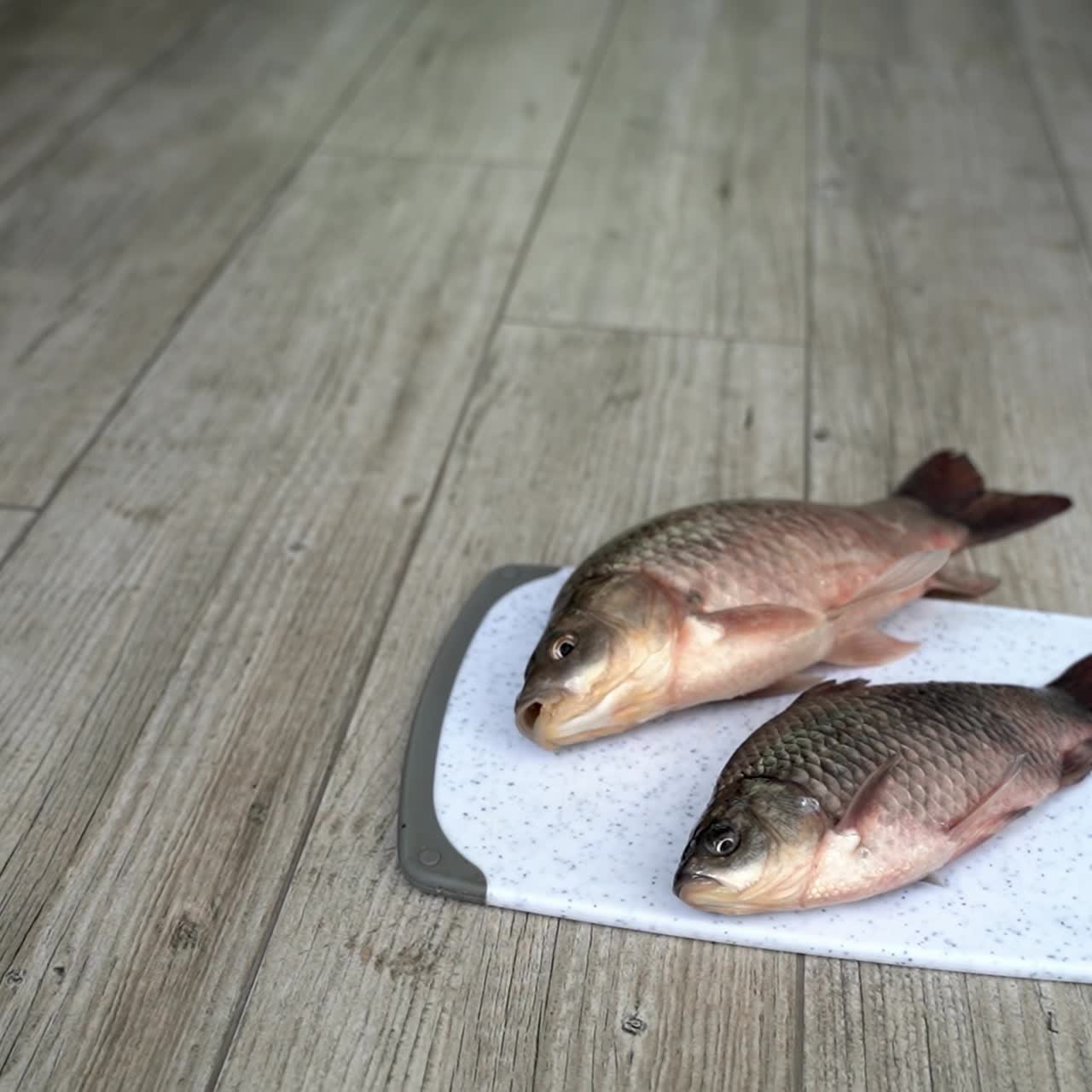 Cat eating delicious fish