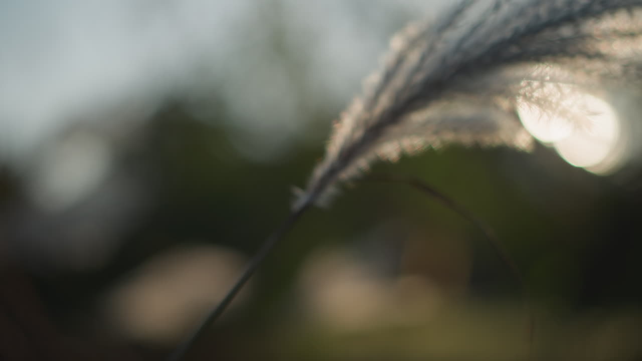 Canna al crepuscolo in movimento delicato. Campo sereno con movimento di canne illuminate al crepuscolo. Paesaggio crepuscolare calmo con canne retroilluminate che danzano dolcemente nella brezza con punti luce a fuoco morbido