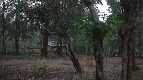 Kleines-Blockhaus-Auf-Einem-Bauernhof-Im-Ländlichen-Indien-Mit-Hohen-Bäumen,-Die-Im-Frühen-Morgenlicht-Schatten-Spenden