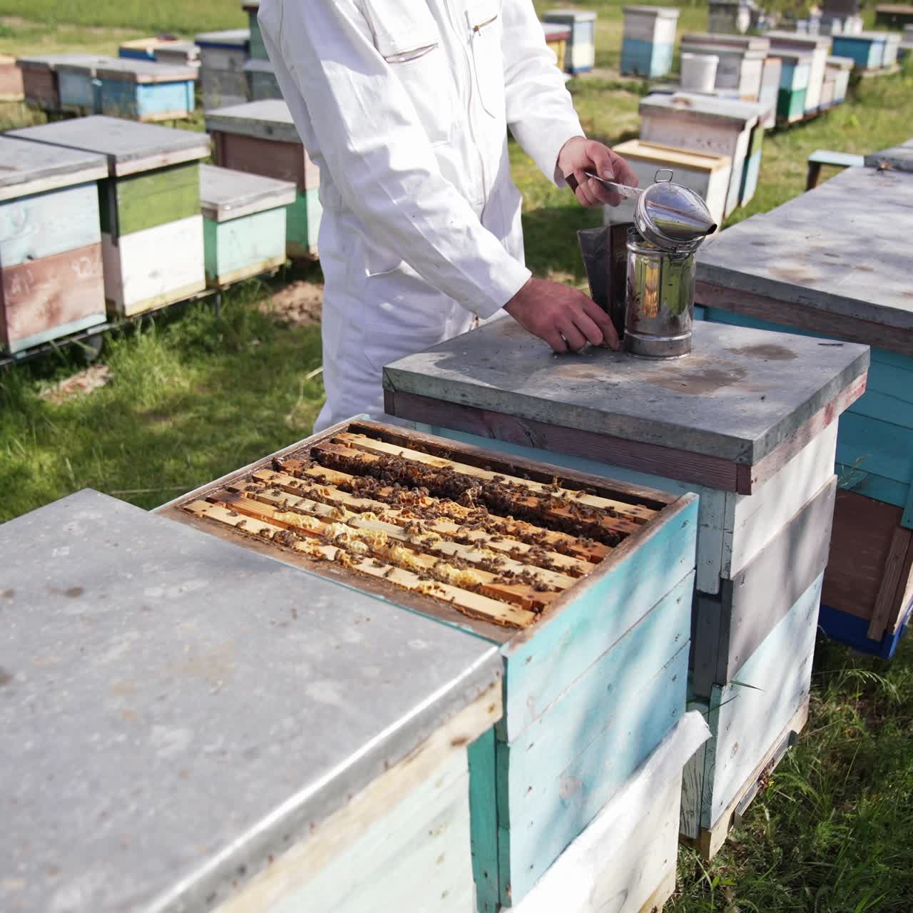 Apiculturist on bees farm. Colorful wooden beehives and bees in apiary