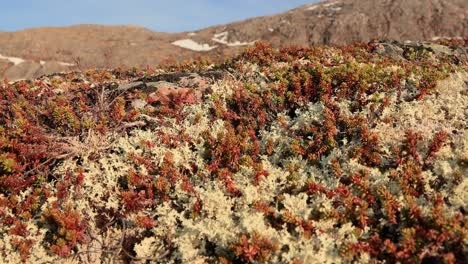 arctic tundra lichen moss close-up. found primarily in areas of arctic tundra, alpine tundra, it is extremely cold-hardy. cladonia rangiferina, also known as reindeer cup lichen.