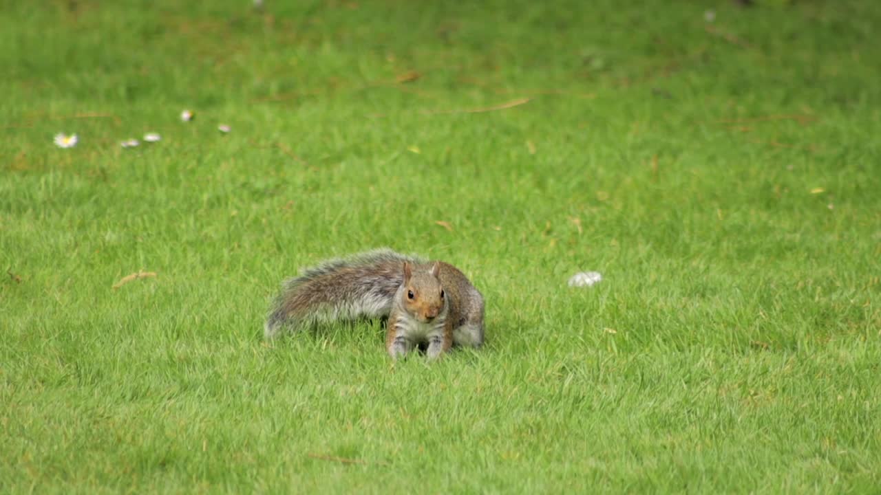 Grey Squirrel Foraging Sniffing And Digging For Food In Grass Garden Slow Motion Daytime Borehamwood Hertfordshire North London UK