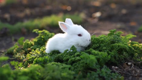 a cute white bunny in a garden